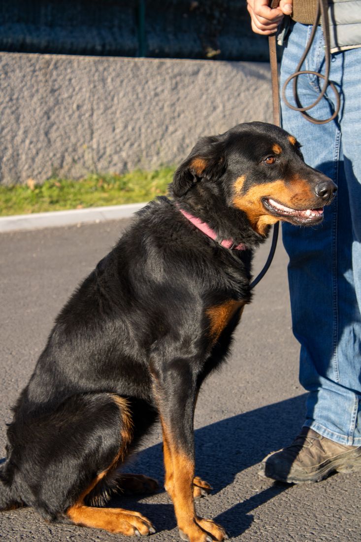 Éducation canine à Orcet — cours pour les maîtres d'Aubière