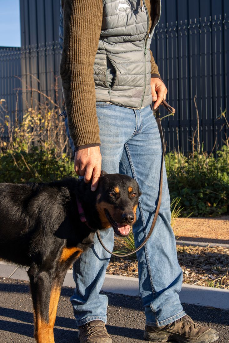 Chien assis au pied au centre d'éducation d'Orcet