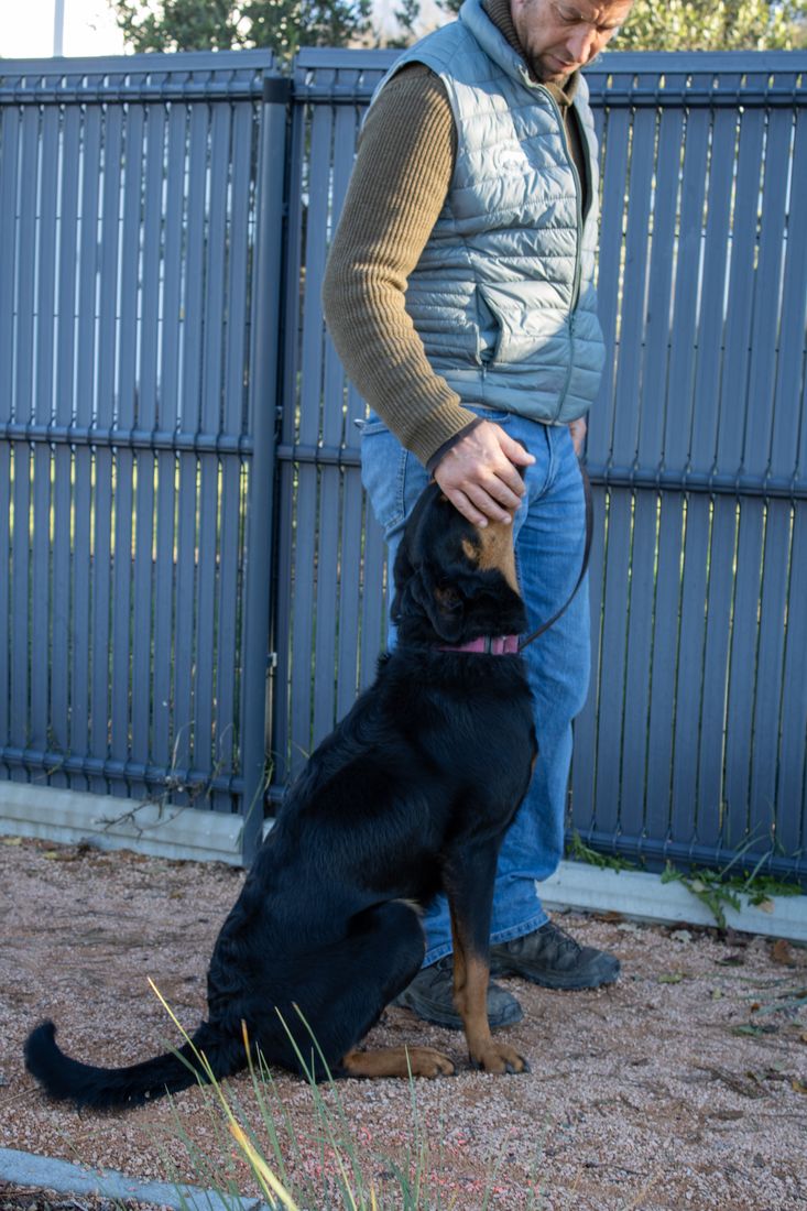 Éducation canine à Orcet — cours pour les maîtres de Vic-le-Comte