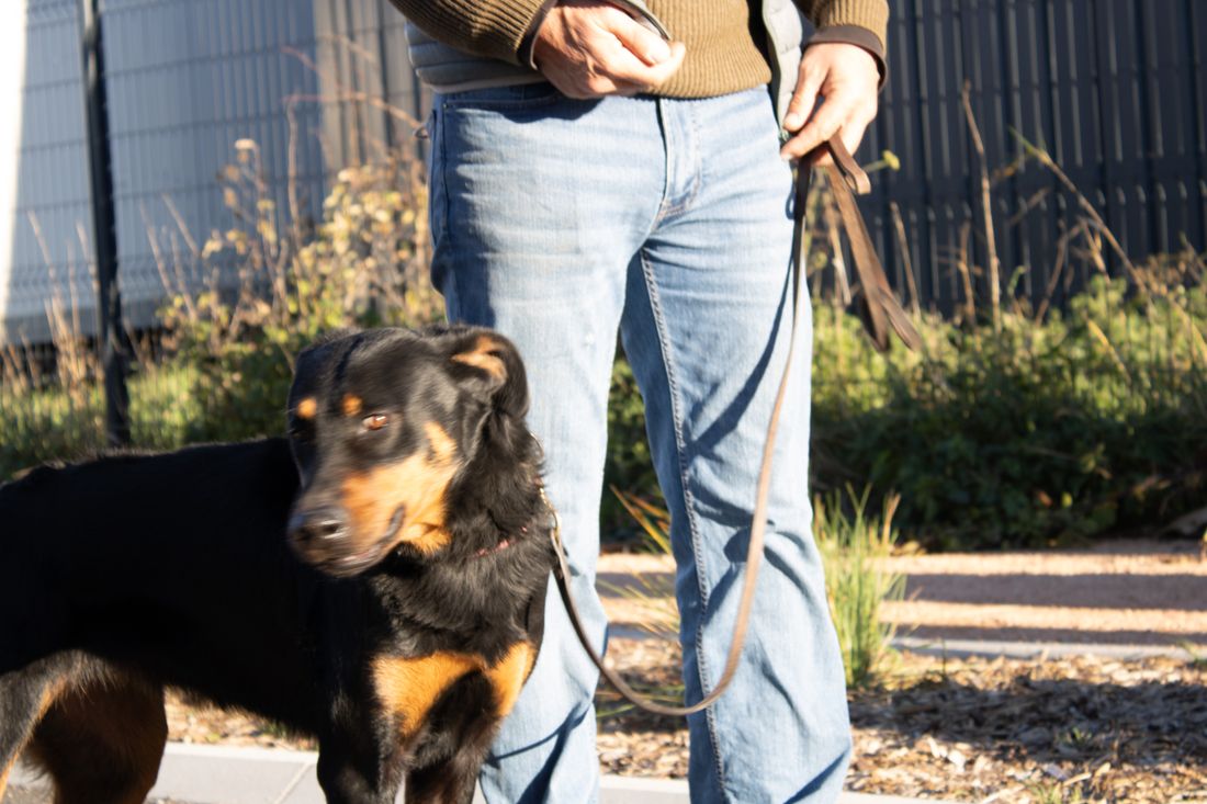 Éducation canine à Orcet — cours pour les maîtres du Cendre