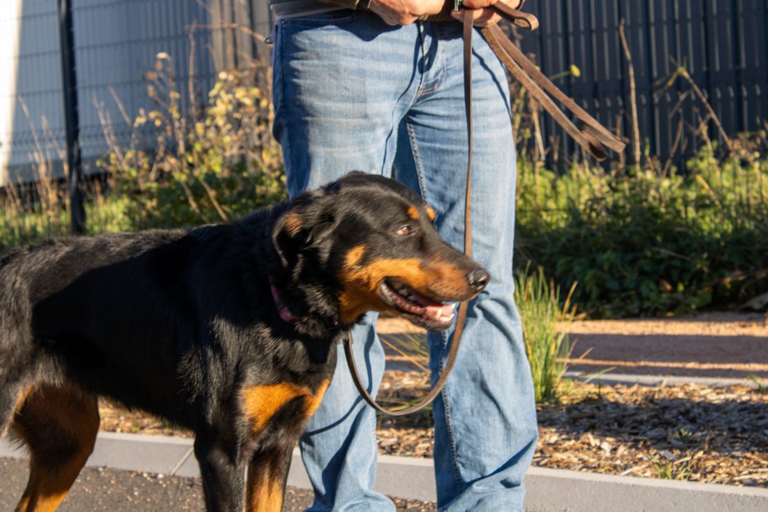 Éducation canine à Orcet — cours pour les maîtres de Cournon-d'Auvergne