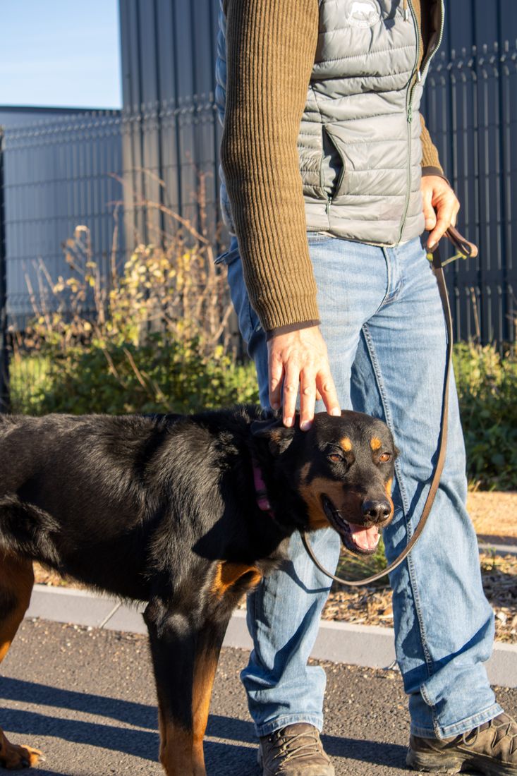 Apprentissage de la marche au pied — séance d'éducation canine à Orcet