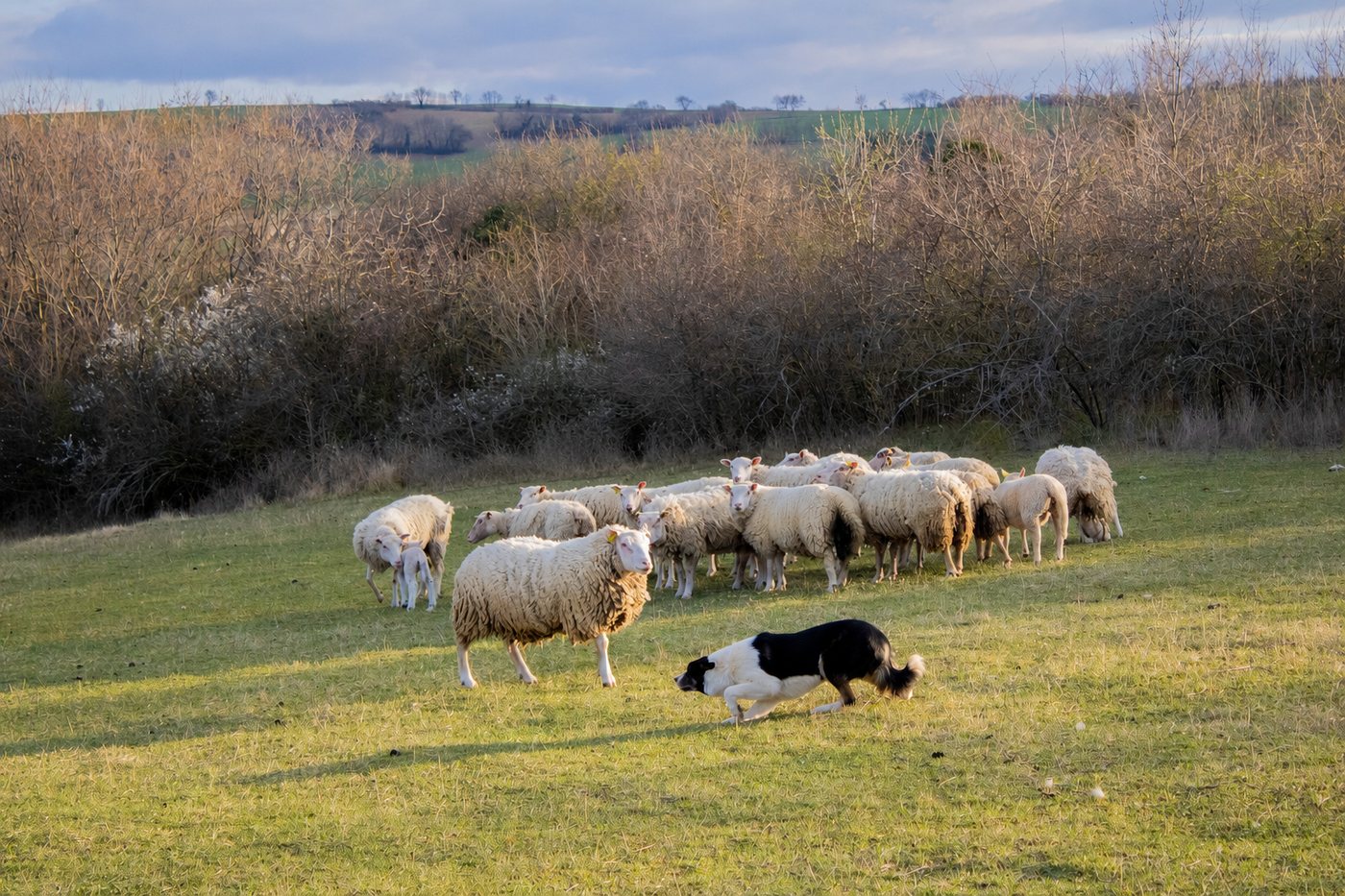 Frédéric Prulhière au travail avec son Border Collie sur troupeau — Champion de France