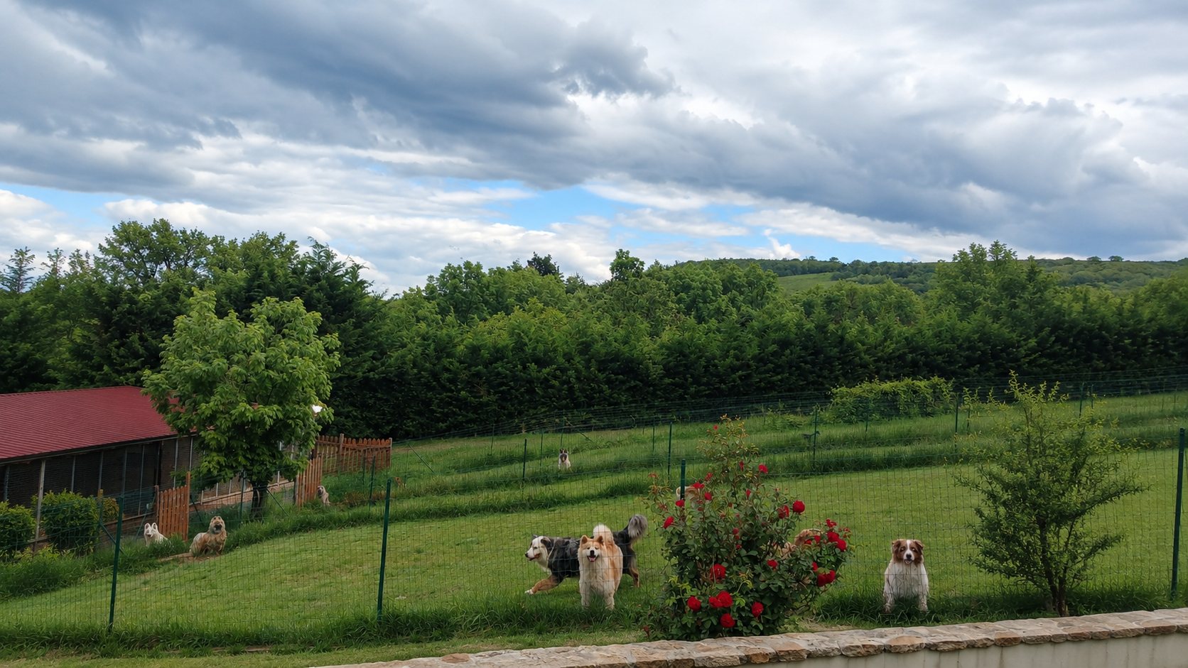 Chiens en liberté sur le terrain clôturé de la pension, dans un cadre naturel face aux collines d'Auvergne