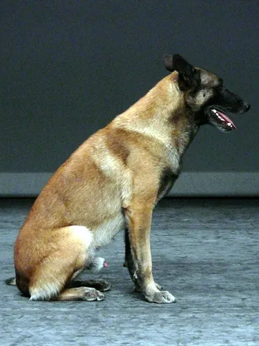 Le chien de Fr&eacute;d&eacute;ric Prulhi&egrave;re sur sc&egrave;ne dans le spectacle Bleib (photo 2)