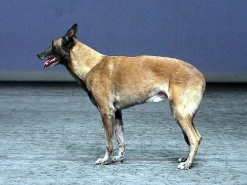 Le chien de Fr&eacute;d&eacute;ric Prulhi&egrave;re sur sc&egrave;ne dans le spectacle Bleib (photo 3)