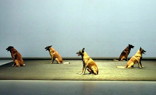 Le chien de Fr&eacute;d&eacute;ric Prulhi&egrave;re sur sc&egrave;ne dans le spectacle Bleib (photo 4)