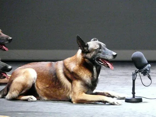 Le chien de Fr&eacute;d&eacute;ric Prulhi&egrave;re sur sc&egrave;ne dans le spectacle Bleib (photo 9)