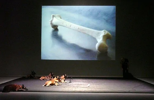 Le chien de Fr&eacute;d&eacute;ric Prulhi&egrave;re sur sc&egrave;ne dans le spectacle Bleib (photo 10)