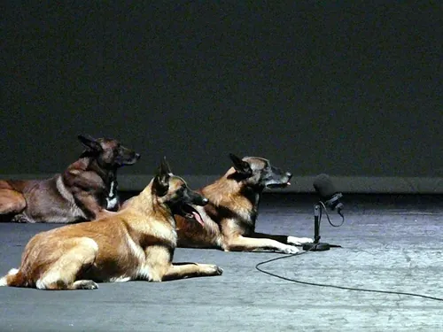 Le chien de Fr&eacute;d&eacute;ric Prulhi&egrave;re sur sc&egrave;ne dans le spectacle Bleib (photo 12)