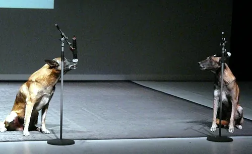 Le chien de Fr&eacute;d&eacute;ric Prulhi&egrave;re sur sc&egrave;ne dans le spectacle Bleib (photo 17)
