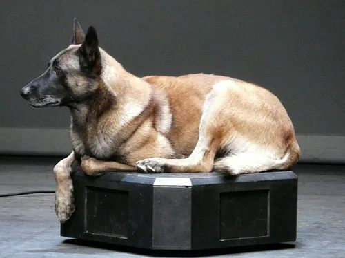 Le chien de Fr&eacute;d&eacute;ric Prulhi&egrave;re sur sc&egrave;ne dans le spectacle Bleib (photo 18)