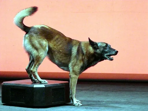 Le chien de Fr&eacute;d&eacute;ric Prulhi&egrave;re sur sc&egrave;ne dans le spectacle Bleib (photo 25)