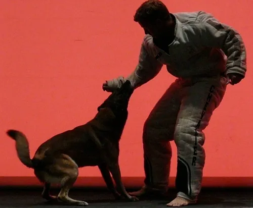 Le chien de Fr&eacute;d&eacute;ric Prulhi&egrave;re sur sc&egrave;ne dans le spectacle Bleib (photo 26)