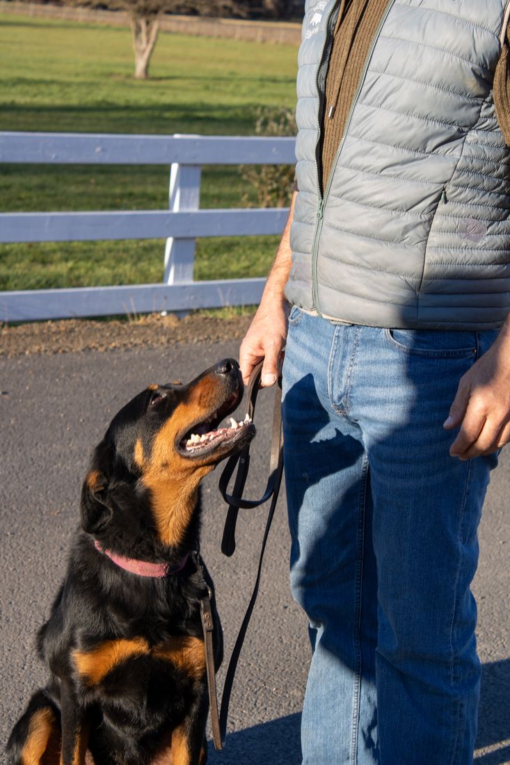 Récompense et attention en méthode positive — éducation canine près de Clermont-Ferrand
