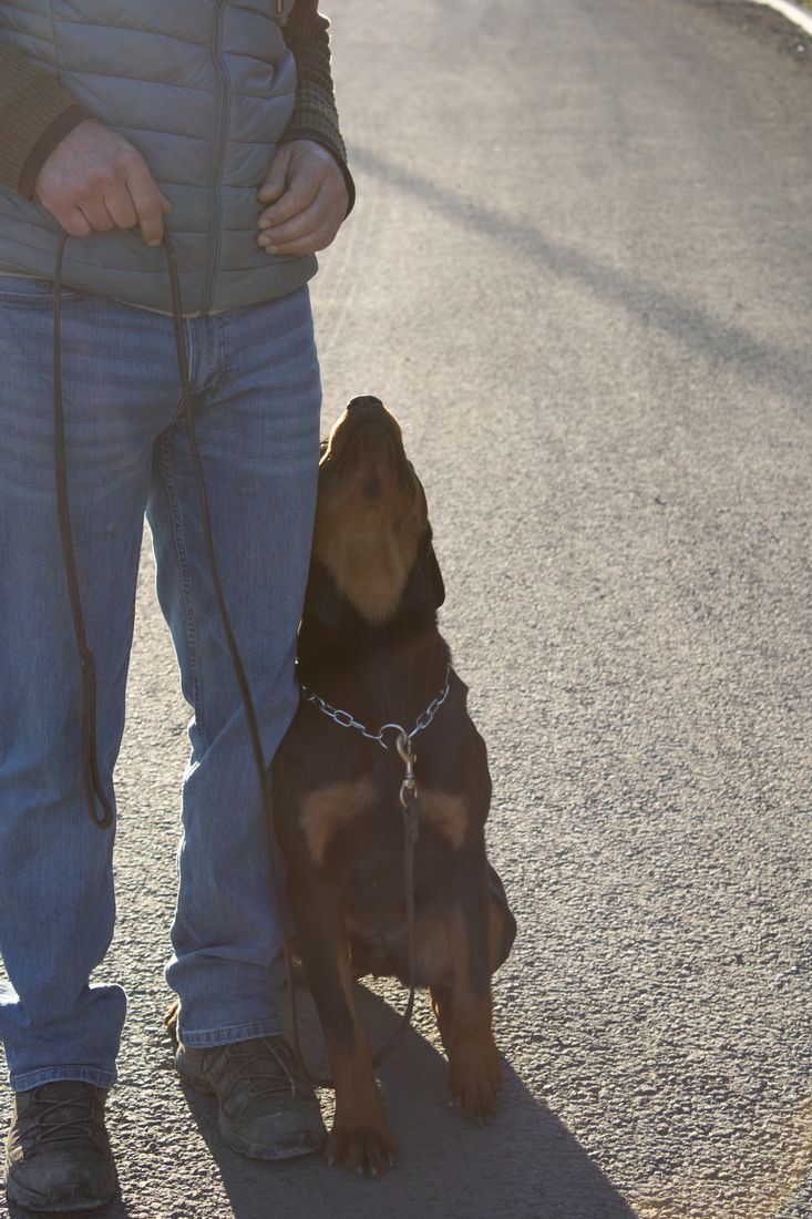 Jeune chien en travail d'attention au pied, éducation canine à Orcet