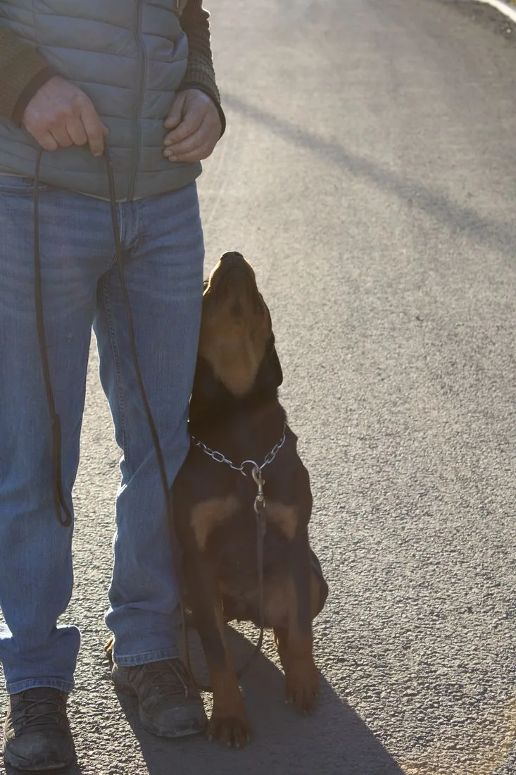 Jeune chien en travail d'attention au pied, éducation canine à Orcet