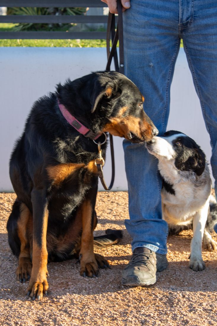 Socialisation entre un Beauceron et un Border Collie en séance d'éducation