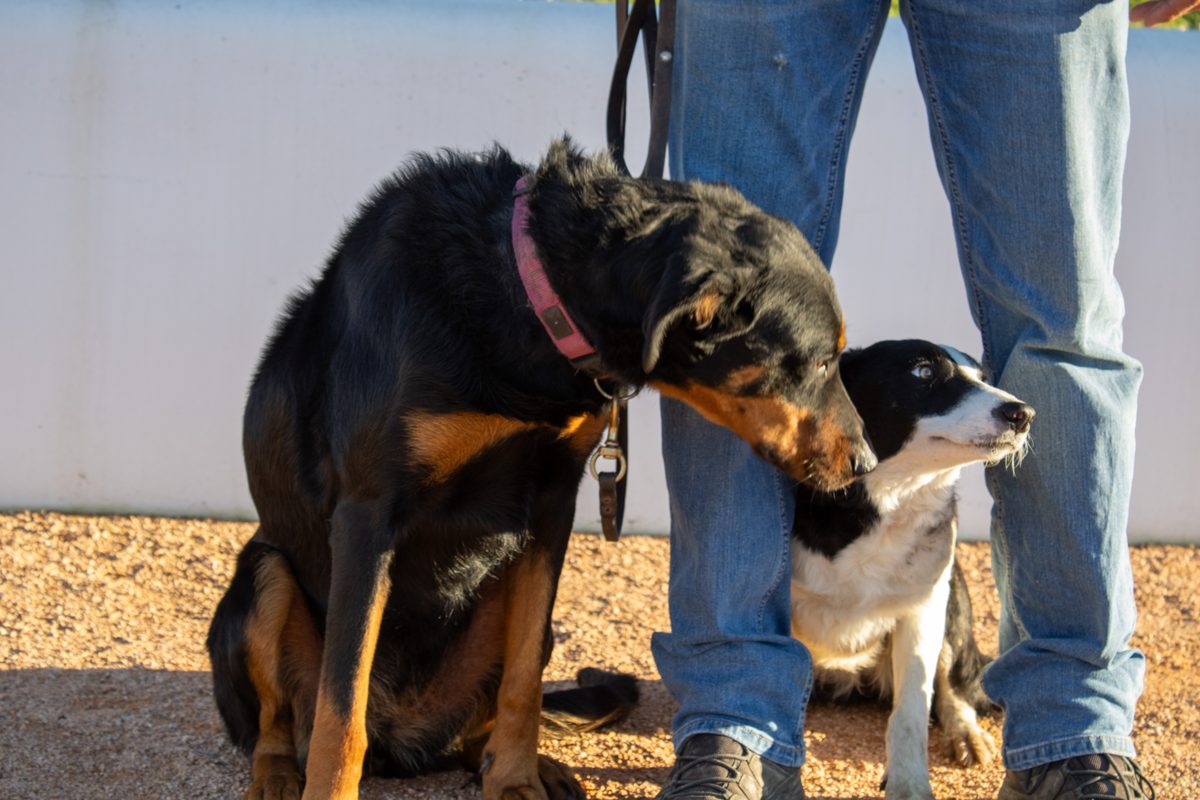 Socialisation de chiens en séance d'éducation canine dans le Puy-de-Dôme