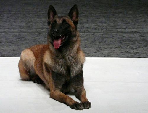 Le chien de Frédéric Prulhière sur scène dans le spectacle Bleib de Michel Schweizer
