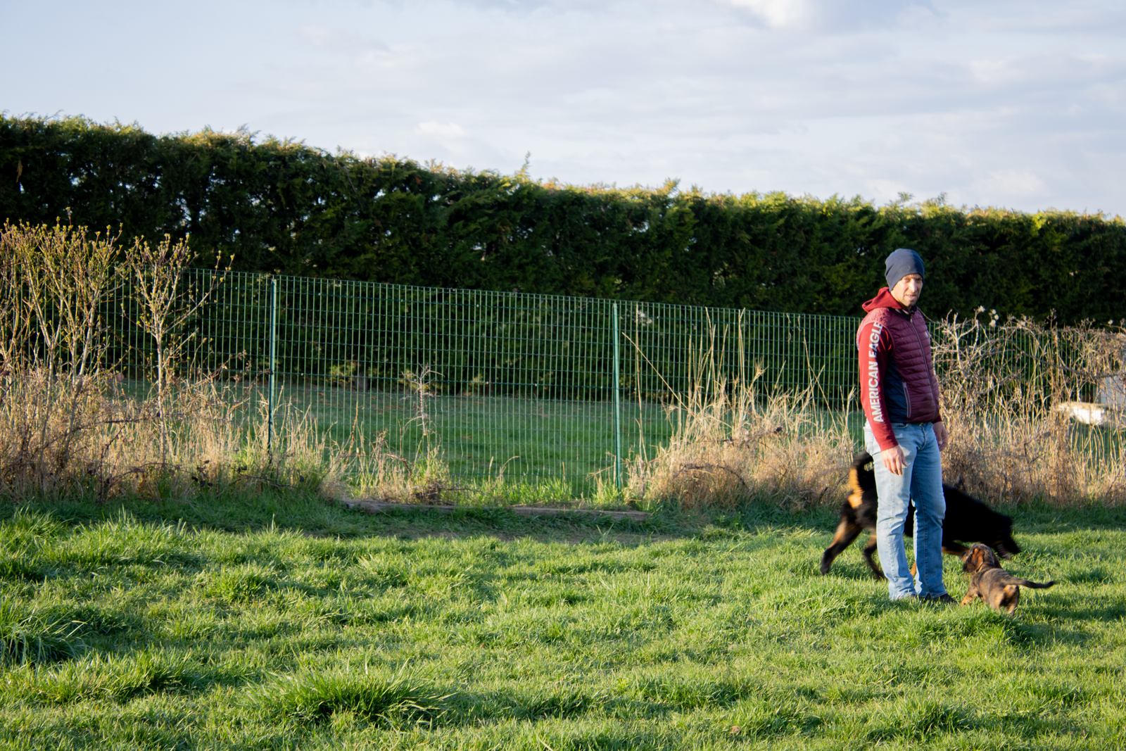 Chiens qui se dépensent sur le grand terrain clôturé de la pension de Plauzat