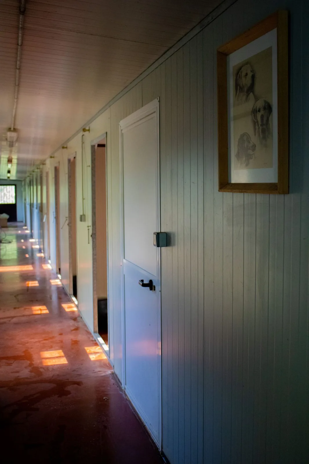 L'intérieur de la pension de Plauzat : le couloir desservant les box individuels, dans un bâtiment isolé et au calme